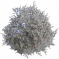 /album/limonium/limonium-blanco-jpg/